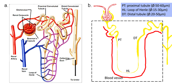 Mimicking kidney lumens by 2-photon laser ablation in hydrogels