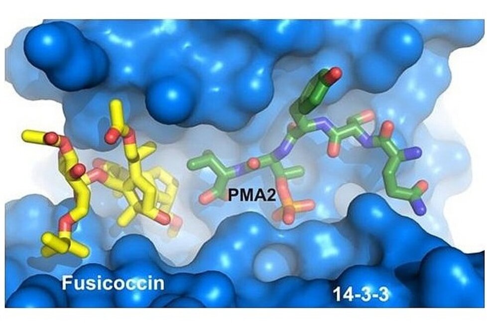 14-3-3 Protein-Protein Interactions