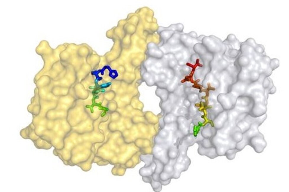 14-3-3-protein-protein-interactions