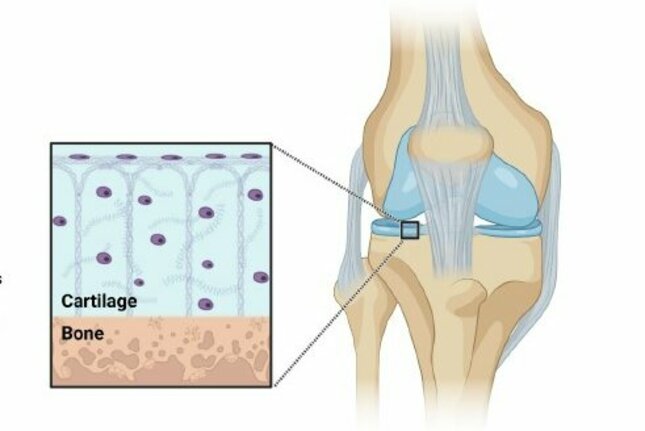 A representation from cartilage tissue in the knee joint. The blue surface covering the ends of the bone is the cartilage. Image: Thesis Florencia Abinzano, made with Biorender.com