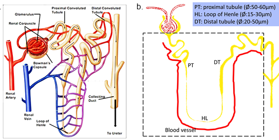 Mimicking kidney lumens by 2-photon laser ablation in hydrogels