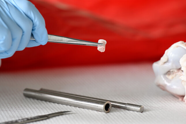 A “plug” containing both cartilage and bone is used as a model for cartilage repair. This is extracted from donor or animal material. A hole is drilled in the cartilage, which can be filled with a potential treatment. This is then placed in a bioreactor that mimics the forces in the knee. Advancing these complex models can help reduce animal research. Photo: Bart van Overbeeke