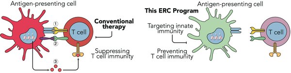 In conventional therapies (left), immunosuppressive therapy is applied to blunt an activated immune system. At the right, we see Willem Mulder's alternative approach: he wants to prevent T cell immunity by targeting innate immunity cells (click for larger view).