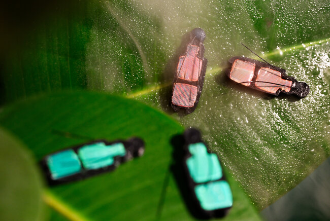 Under the influence of moisture, the color of the 3D printed beetle changes from green to red, and back again to red (photo: Bart van Overbeeke). Click for moving images (YouTube)