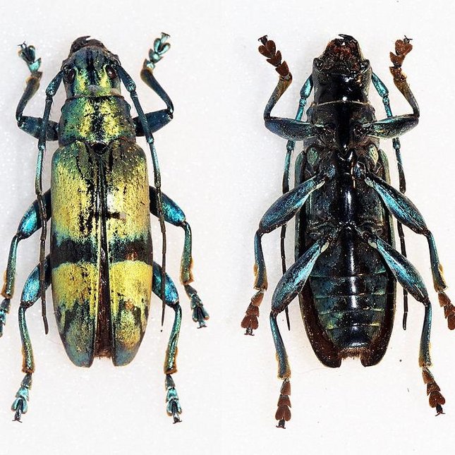 De Tmesisternus isabellae is een keversoort uit de familie van de boktorren (Cerambycidae). Onder invloed van vocht verandert zijn schild van groen naar rood.
